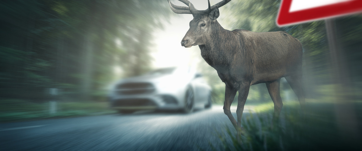 Hirsch läuft auf Straße vor fahrendes Auto, Wildunfall-Gefahr